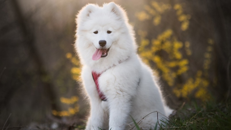 Les 10 races de chiens les plus chères de 2023