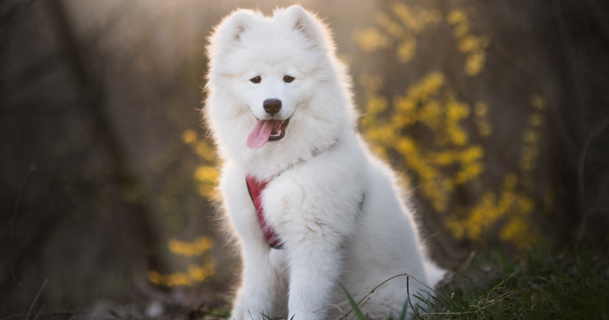 Quelles sont les races de chiens les plus chères au monde ?