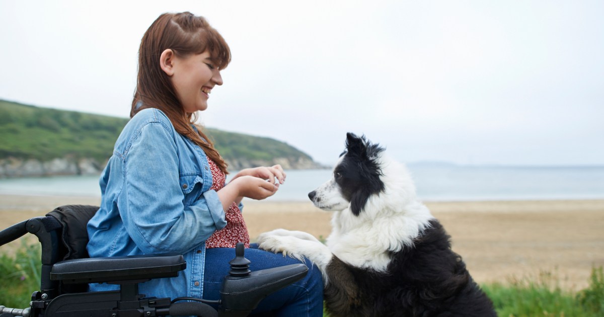 Dressage de chiens : Viens