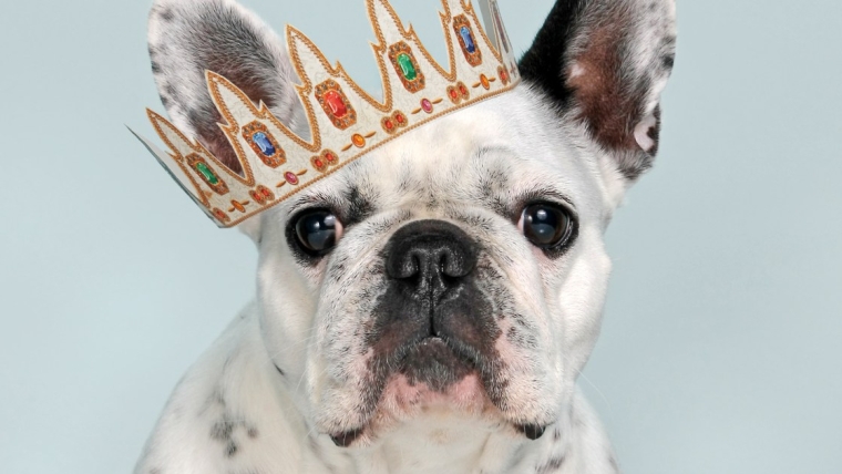 Les 10 races de chiens les plus populaires en Amérique