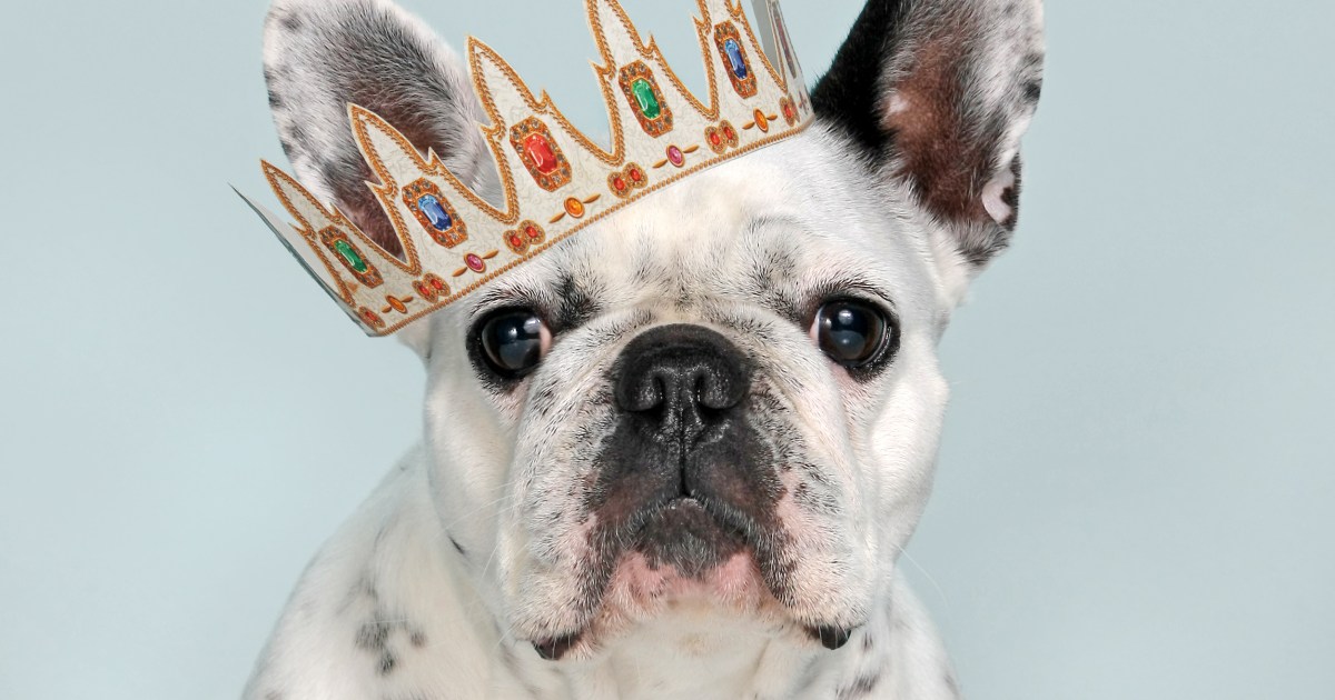 Les 10 races de chiens les plus populaires en Amérique