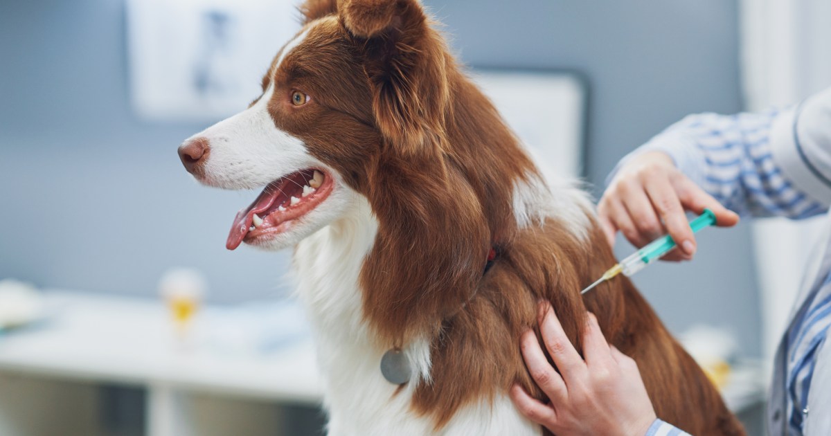 Tout ce qu’il faut savoir sur les vaccins pour chiens
