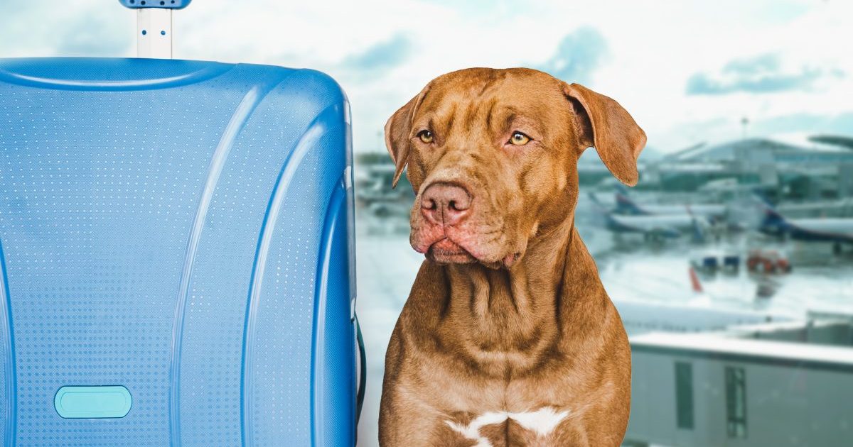 Comment assurer la sécurité de votre chien en avion