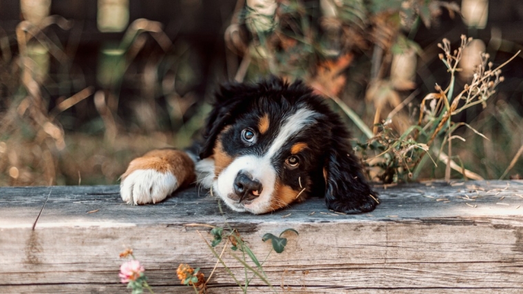 Les chiots bouviers bernois : Photos mignonnes et faits