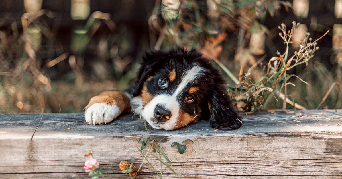 Les chiots bouviers bernois : Photos mignonnes et faits