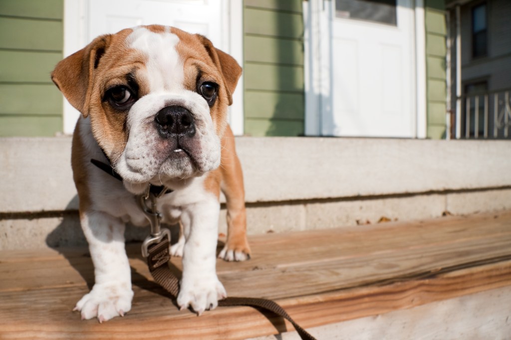 Chiot bouledogue anglais en laisse