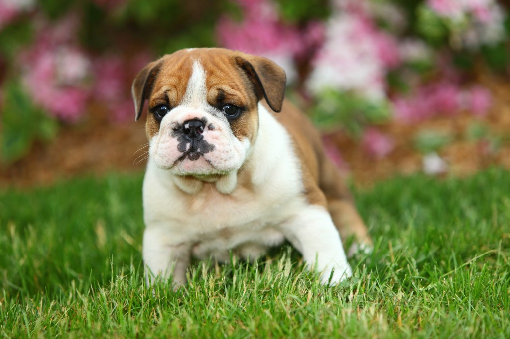 Chiot bouledogue anglais dans l'herbe
