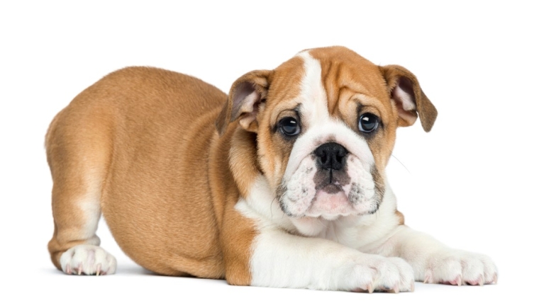 Chiots bouledogues anglais : Photos mignonnes et faits
