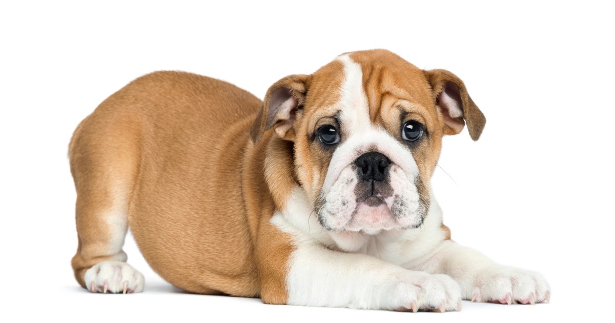 Chiots bouledogues anglais : Photos mignonnes et faits