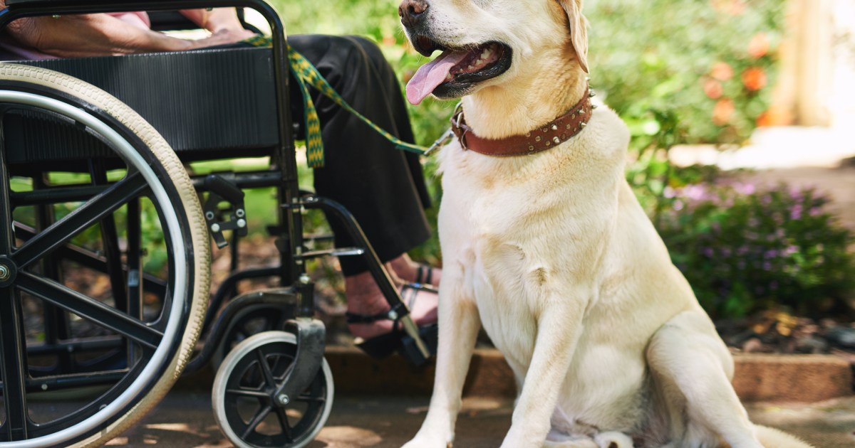 Les meilleures races de chiens d’assistance pour les personnes handicapées