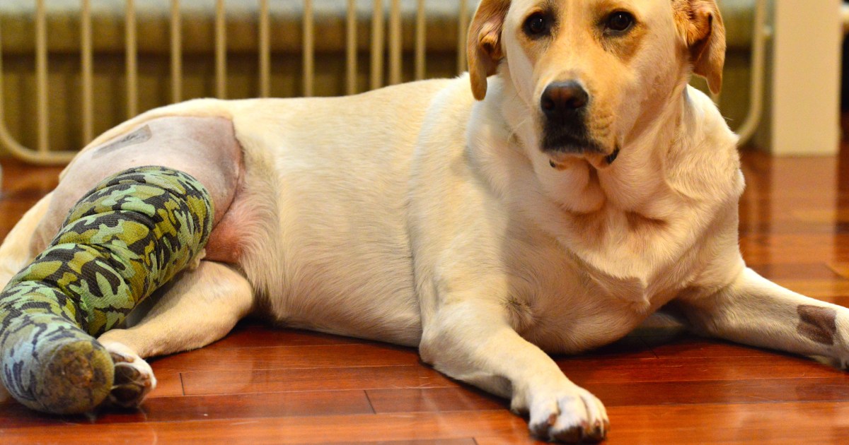 Ligaments déchirés chez le chien : symptômes, causes et traitements