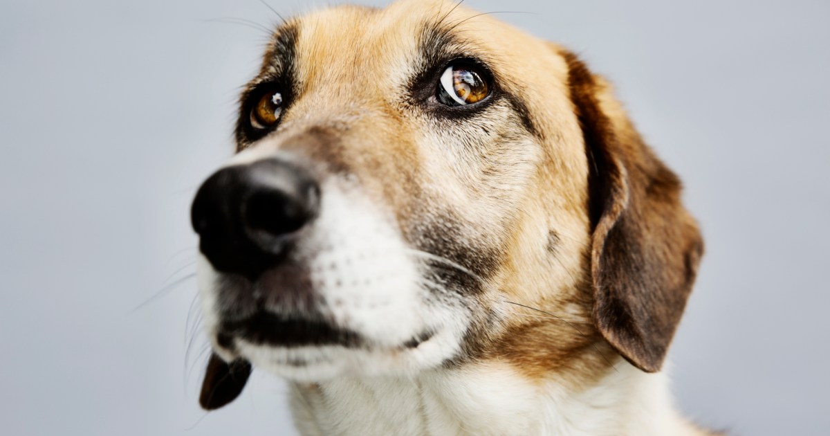 5 signes de stress chez votre chien