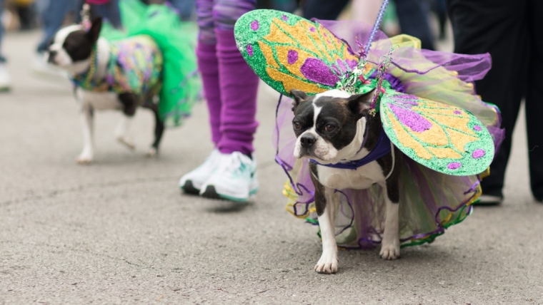 Les chiens de couture défilent à la parade canine de Northport