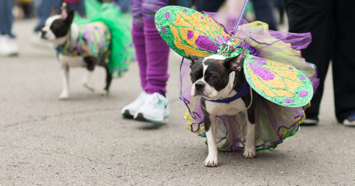 Les chiens de couture défilent à la parade canine de Northport