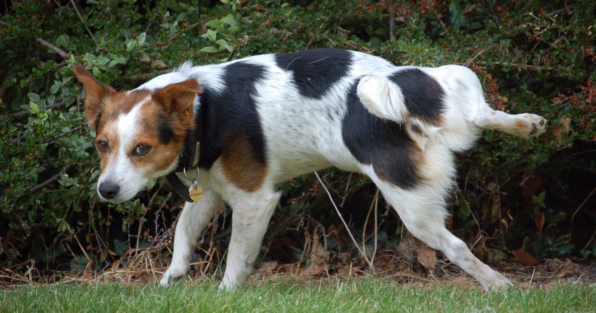 3 étapes pour éduquer un chien à la propreté