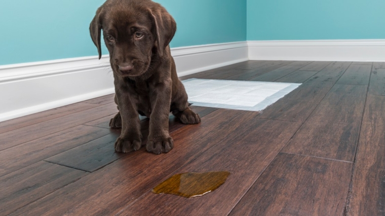 10 choses que les parents de chiens doivent savoir sur l’apprentissage de la propreté