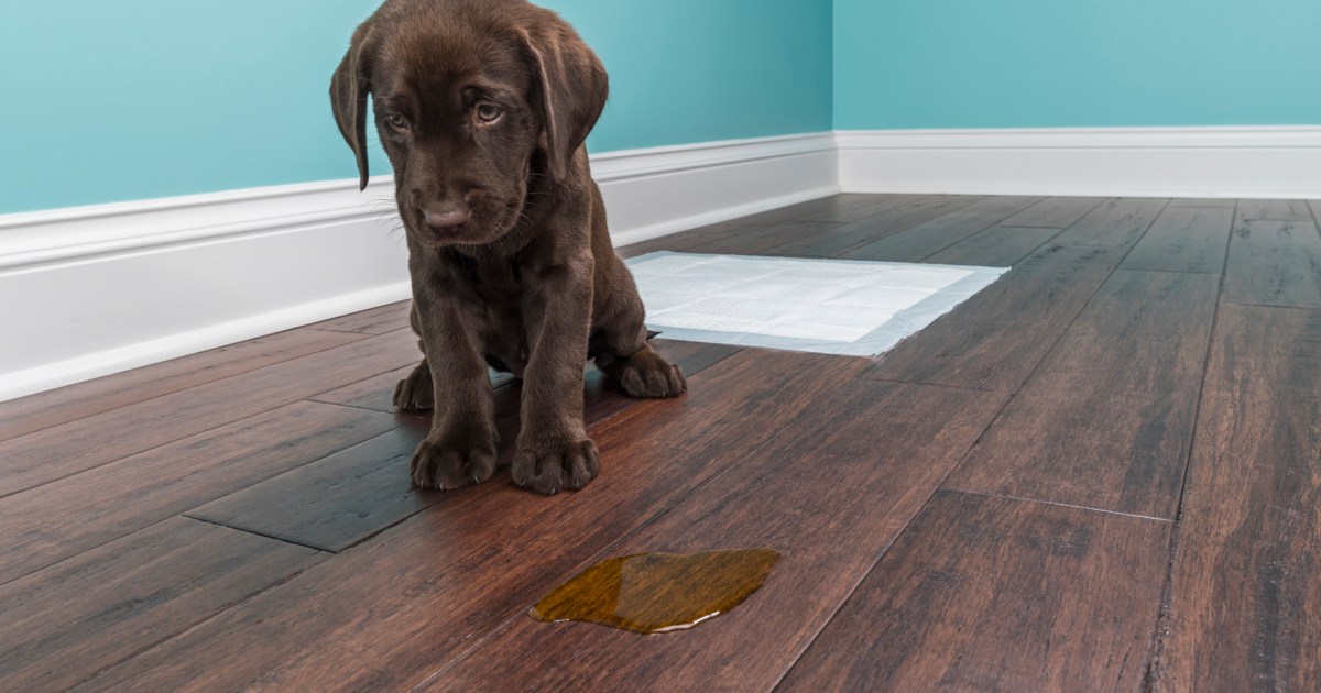 10 choses que les parents de chiens doivent savoir sur l’apprentissage de la propreté
