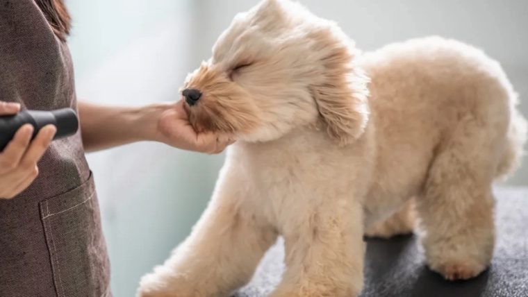 10 erreurs de toilettage pour chiens et comment les éviter