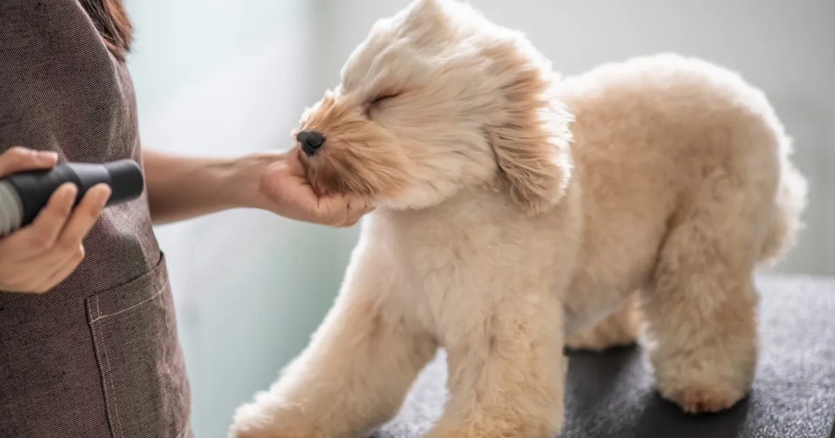 10 erreurs de toilettage pour chiens et comment les éviter