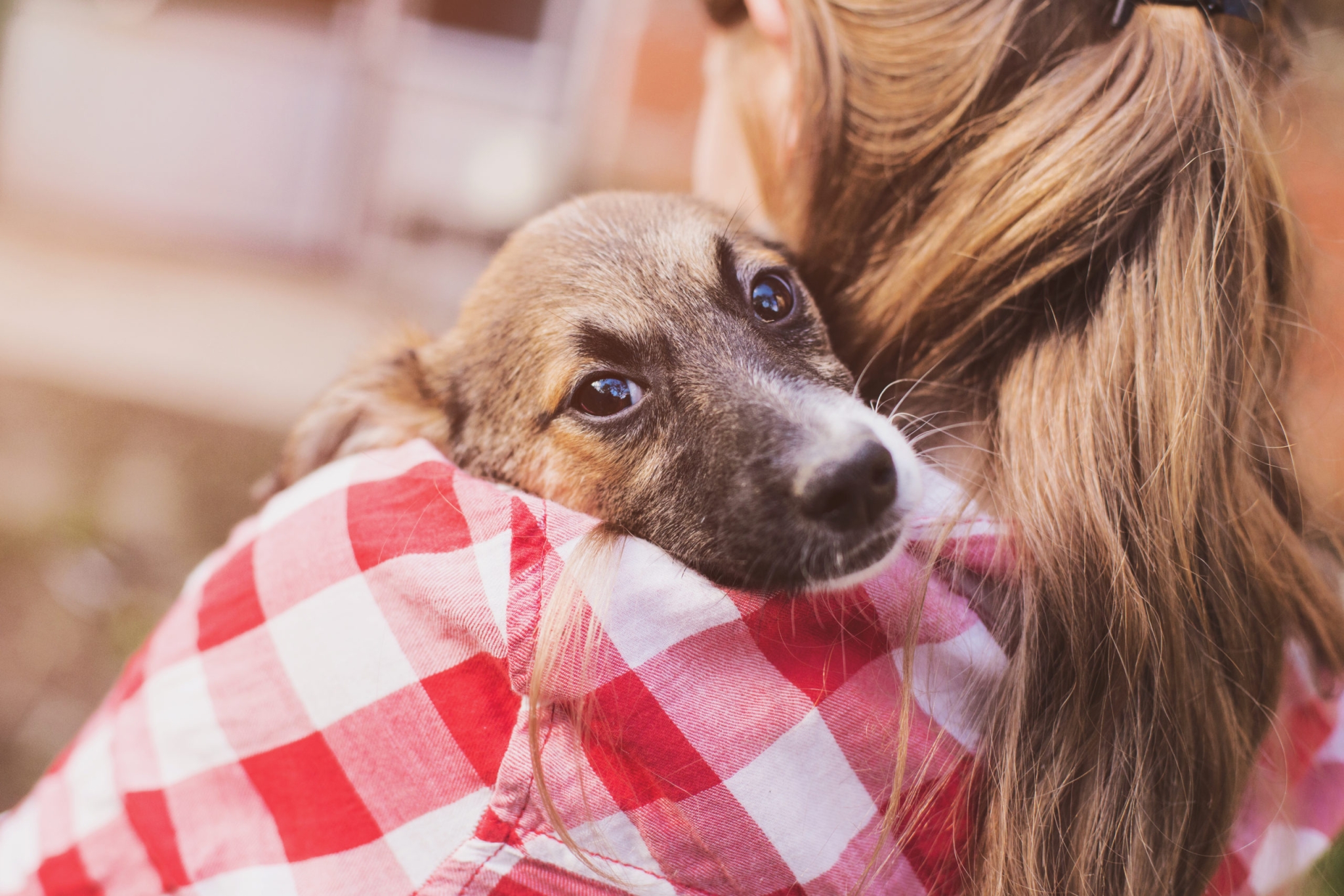 10 signes que votre chien vous aime