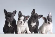 Quatre chiots bouledogues français dans une file d'attente, attendant d'être nommés par des noms de chiots à thème.