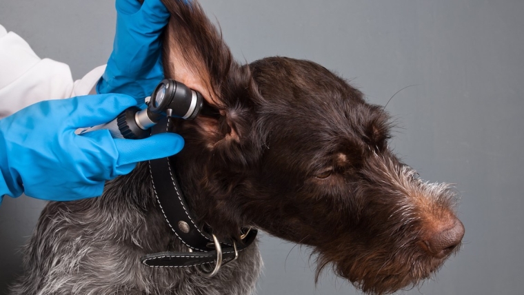 Surdité congénitale de perception chez le chien : symptômes, causes et traitements