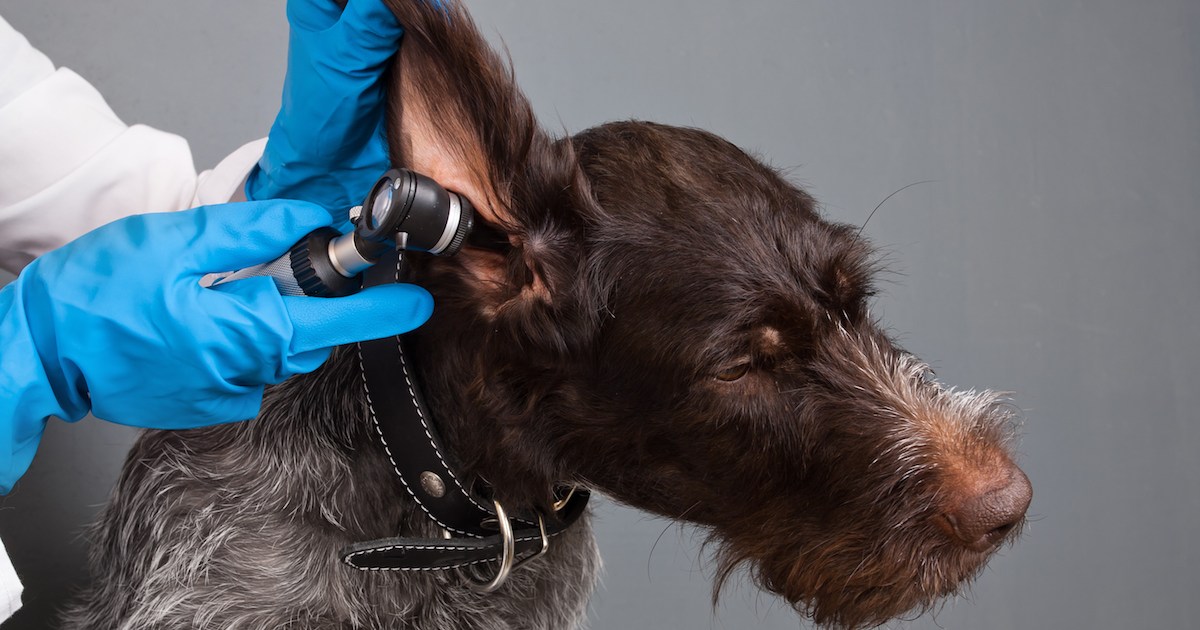 Surdité congénitale de perception chez le chien : symptômes, causes et traitements