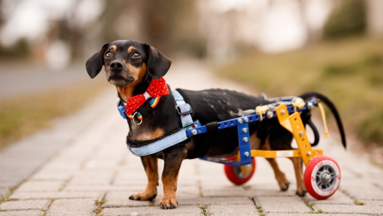 La chondrodysplasie chez le chien : symptômes, causes et traitements