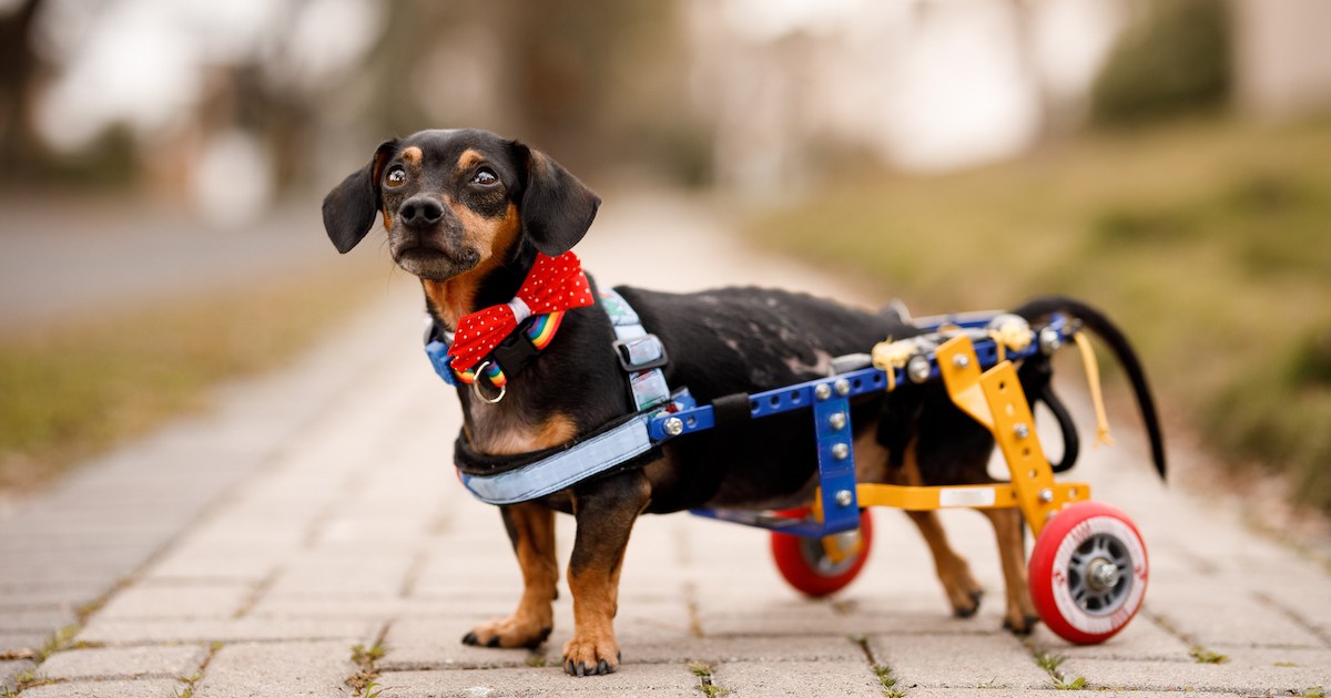 La chondrodysplasie chez le chien : symptômes, causes et traitements