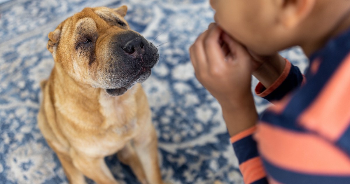 Achromatopsie chez le chien : symptômes, causes et traitements