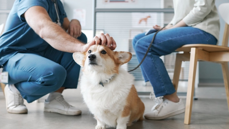La chondrodystrophie chez le chien : symptômes, causes et traitements