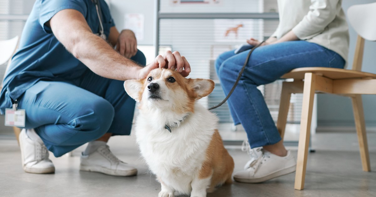La chondrodystrophie chez le chien : symptômes, causes et traitements