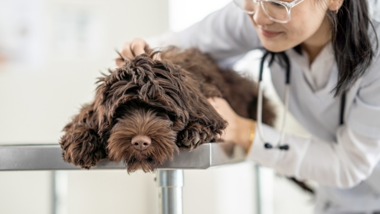 Cécité nocturne stationnaire congénitale chez le chien : symptômes, causes et traitements