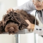 Cécité nocturne stationnaire congénitale chez le chien : symptômes, causes et traitements
