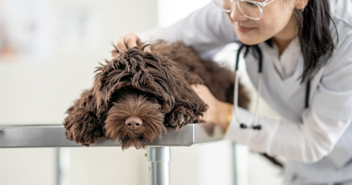 Cécité nocturne stationnaire congénitale chez le chien : symptômes, causes et traitements