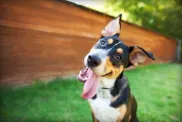 chien qui tire la langue noms de chiens mignons
