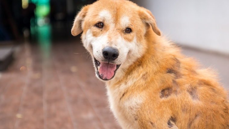 Maladie inflammatoire de la peau chez le chien : symptômes, causes, traitement