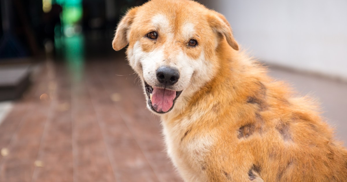 Maladie inflammatoire de la peau chez le chien : symptômes, causes, traitement