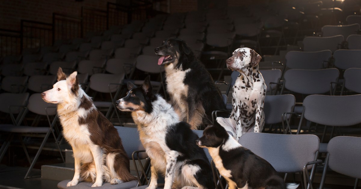 12 meilleurs chiens dans les comédies romantiques