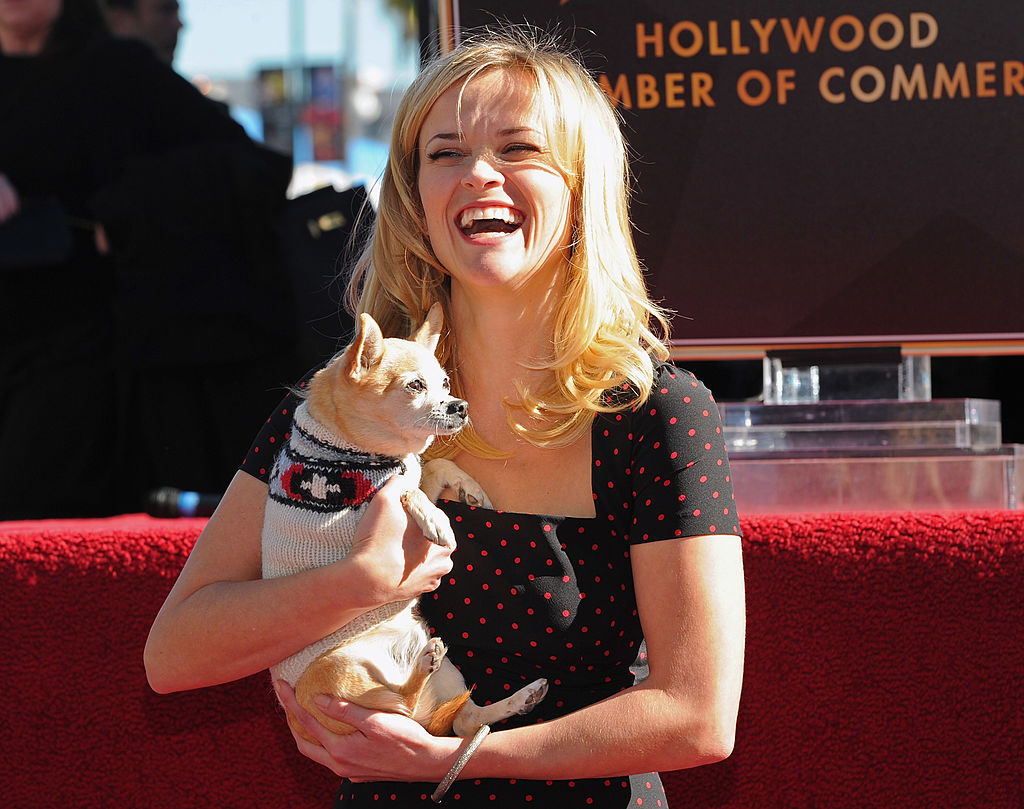 Bruiser Woods, le chihuahua avec Reese Witherspoon dans la comédie romantique