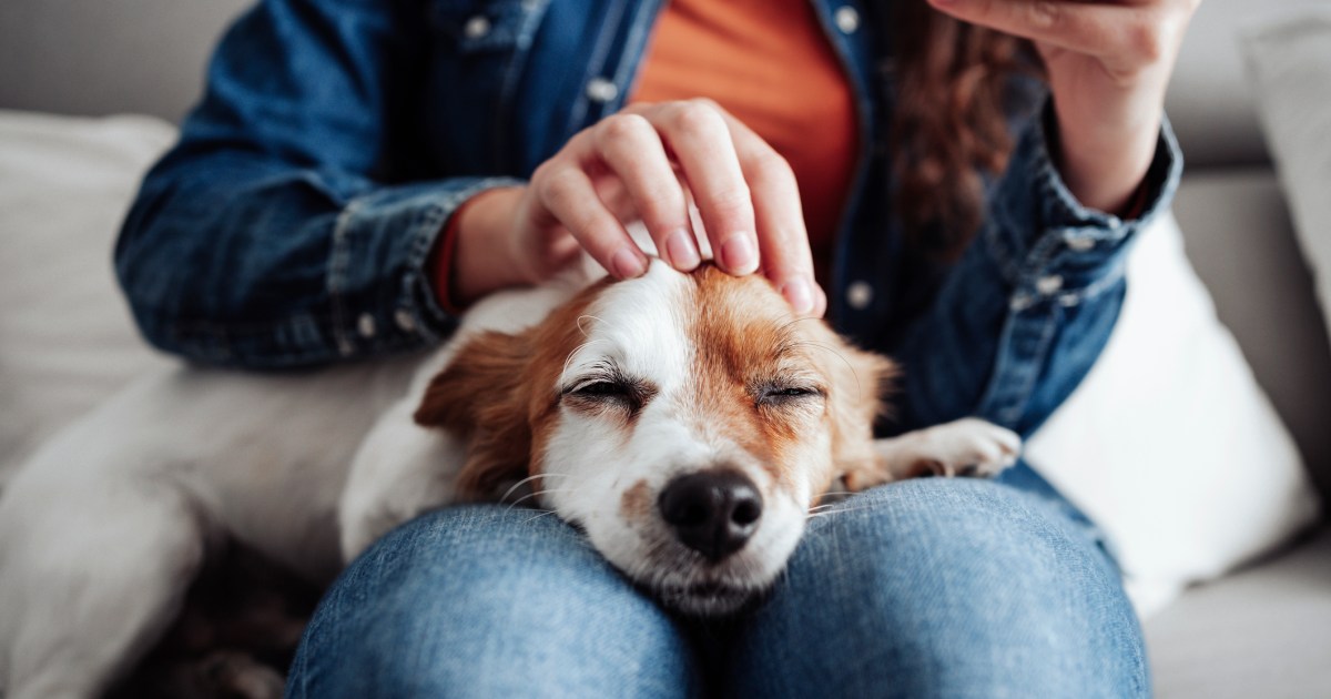 Les caresses aux chiens peuvent améliorer votre santé mentale