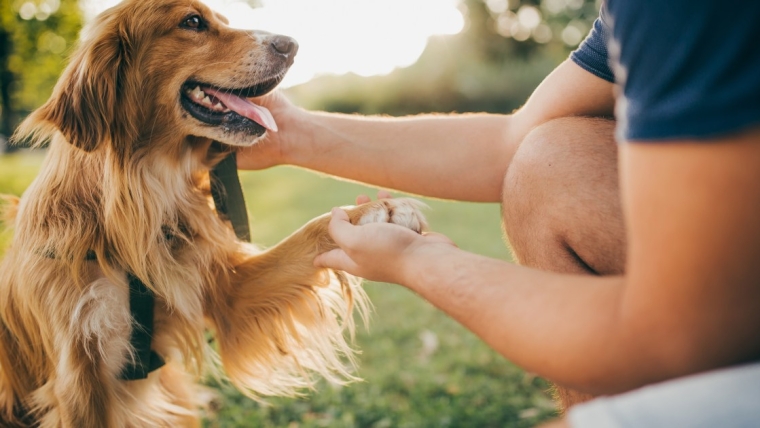 Les races de chiens en fonction de votre test de l’ennéagramme