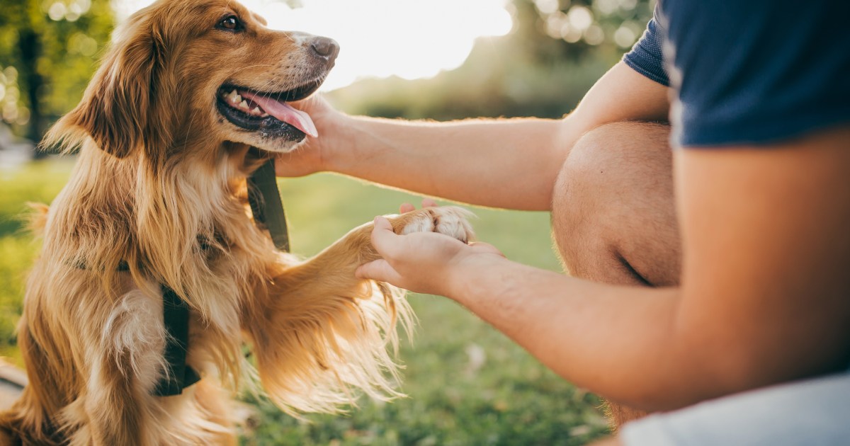 Les races de chiens en fonction de votre test de l’ennéagramme