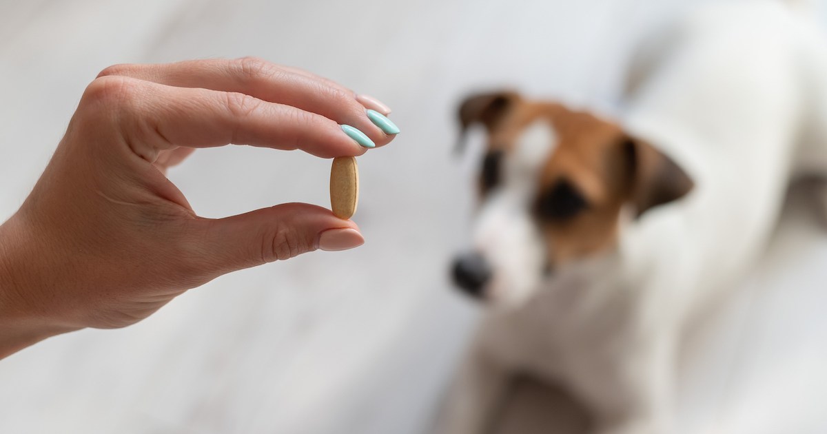 La carence en thiamine chez le chien : symptômes, causes et traitements