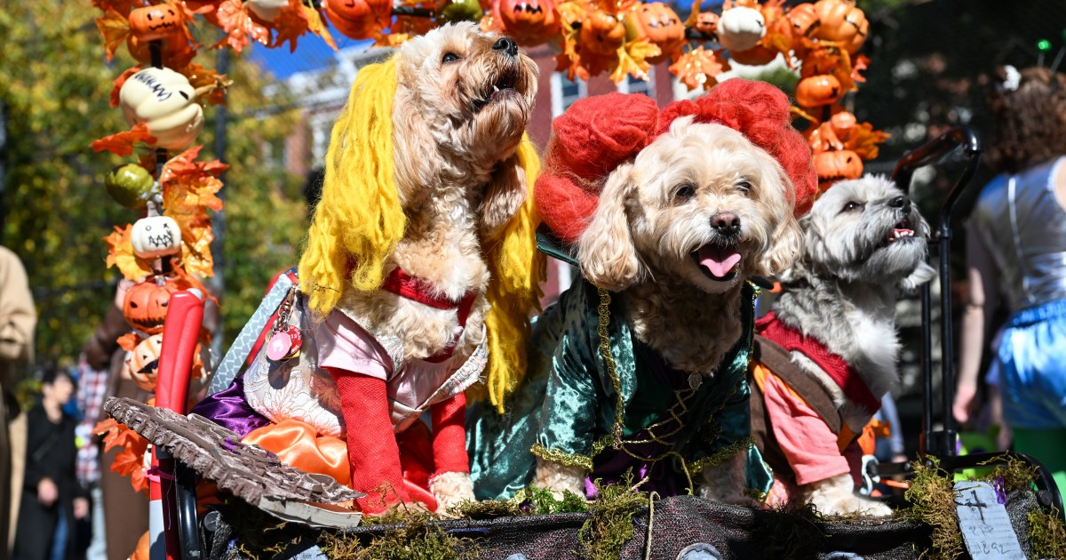 La pluie sur la parade canine d’Halloween de Tompkins Square n’entachera pas la journée