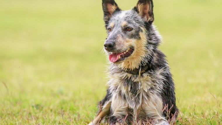 Clair County Deputy Reassigned After Fatally Shooting Dog, Highlighting Epidemic of Canine-Killing Cops (en anglais seulement)
