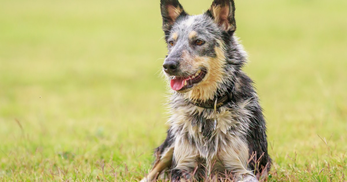 Clair County Deputy Reassigned After Fatally Shooting Dog, Highlighting Epidemic of Canine-Killing Cops (en anglais seulement)