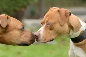 Deux Pitbulls agressifs