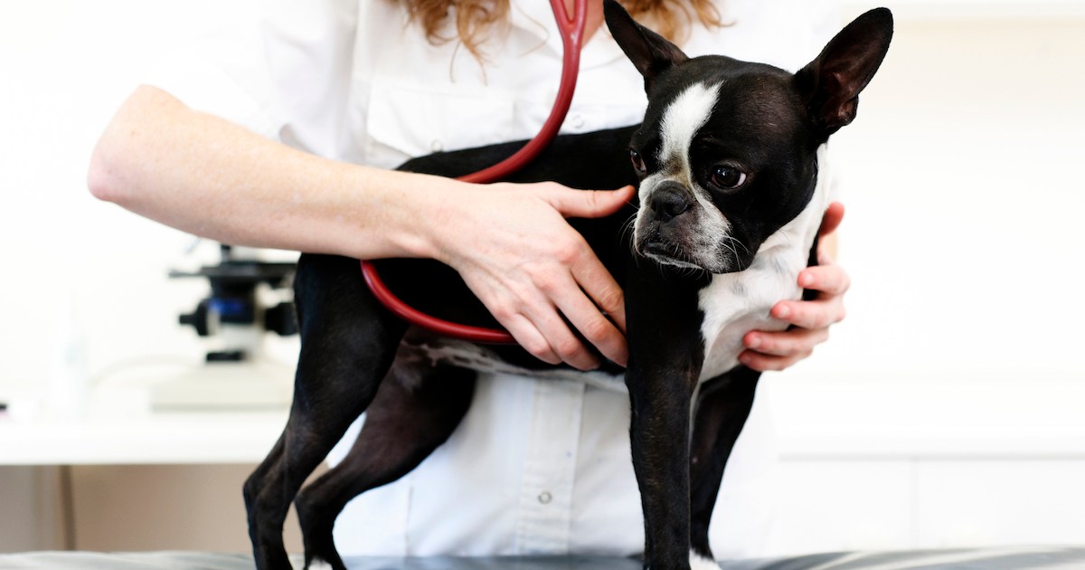 Diskospondylite chez le chien : Symptômes, causes et traitements