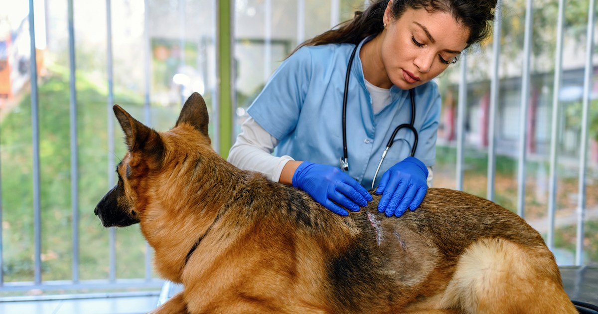 Asthénie cutanée chez le chien : symptômes, causes et traitements